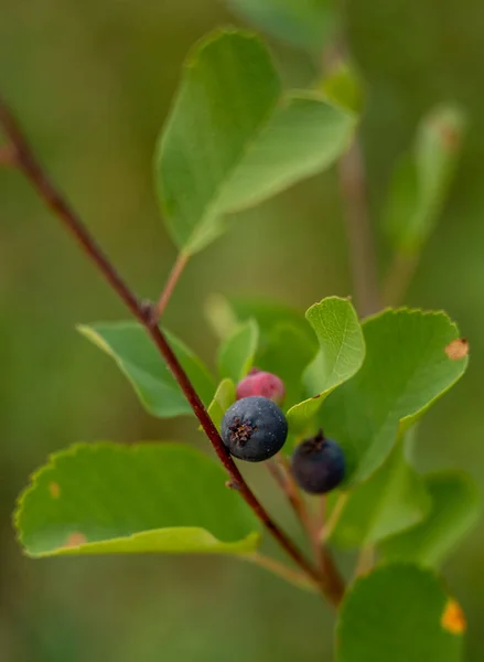 Olgun Huckleberry Bush Toplanmaya Hazır — Stok fotoğraf