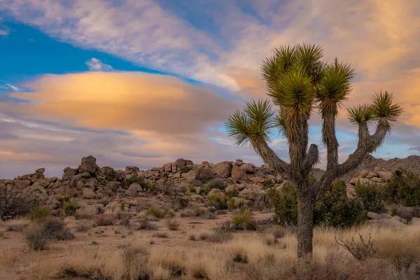 Soft Light Highlights Young Joshua Tree Linticular Clouds Glowing Orange — Stock Photo, Image
