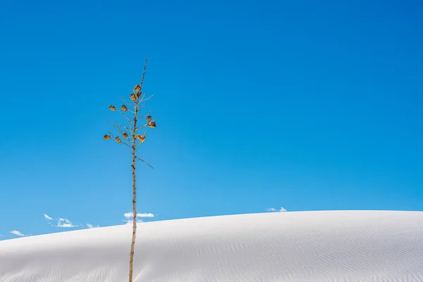 Tall Stem Soap Tree Yucca Blue Sky White Sand Dune — Stock Photo, Image