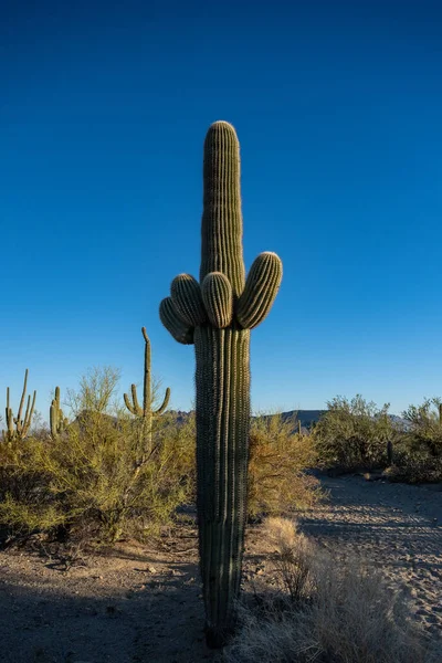 Tight Grouping Young Arms Saguaro Cactus Sonoran Desert — Stock Photo, Image
