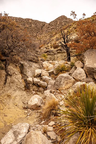 Yucca Plantas Línea Zanja Drenaje Parque Nacional Montañas Guadalupe — Foto de Stock
