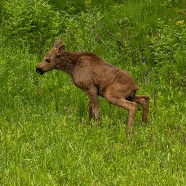 Baby Moose Takes Break Pee Grassy Field Edge Forest — Stock Photo, Image