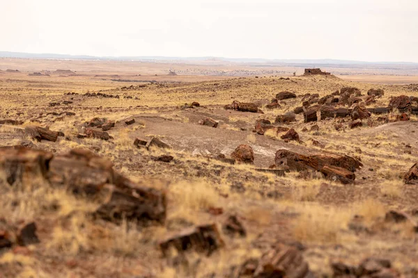 Agate House Hillside Skamieniałym Drewnem Siedząc Nietknięty Petrified Forest National — Zdjęcie stockowe