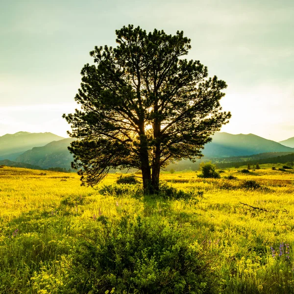 Helles Nachmittagslicht Über Baum Moränenpark Rocky Mountain Nationalpark — Stockfoto