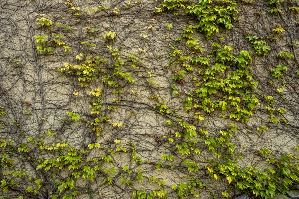 Hiedra Verde Crece Estuco Imagen Fondo Pared —  Fotos de Stock