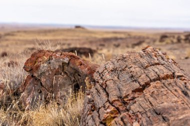 Taşlaşmış Orman Ulusal Parkı 'nda Akik Ev ile Kırık Taşlaşmış Kayıtlara Bakıyoruz