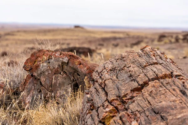 Pohled Přes Zkamenělá Polena Achátovým Domem Obzoru Národním Parku Zkamenělých — Stock fotografie