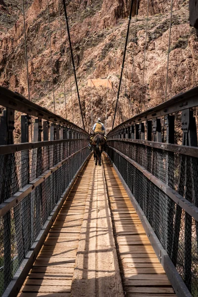 Mule Rider Crossing Black Bridge Bottom Grand Canyon Arizona — Stockfoto
