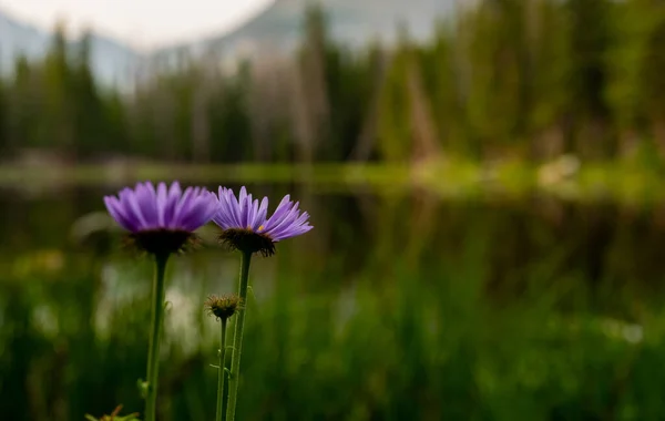 Lila Aster Áll Szélén Mountain Lake — Stock Fotó