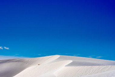 Kum Tepesi Yılanları Beyaz Kumlar Ulusal Parkı 'ndaki kumul tarlasından geçiyor.