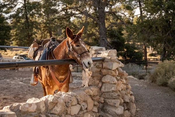Büyük Kanyon 'un kenarında eyerli katır Ilık Sabah Işığının tadını çıkarıyor