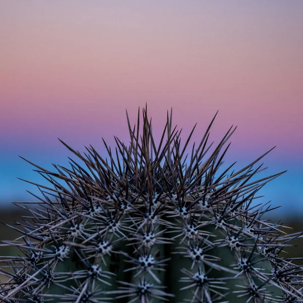 Zachód Słońca Niebo Zanika Kaktus Thorns Parku Narodowym Saguaro — Zdjęcie stockowe