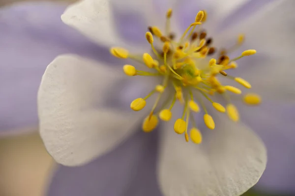 Texture Des Pétales Blancs Dans Columbine Gros Plan Dans Parc — Photo