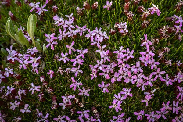 Tight Grouping Moss Campion Flowers Bloom Bright Pink Green Moss — Foto Stock