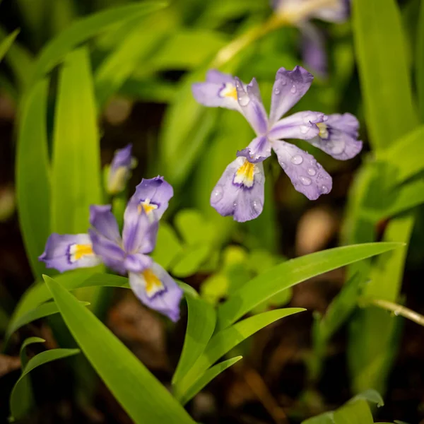 Close Crested Dwarf Iris Rain Drops Great Smoky Mountains National — Foto Stock