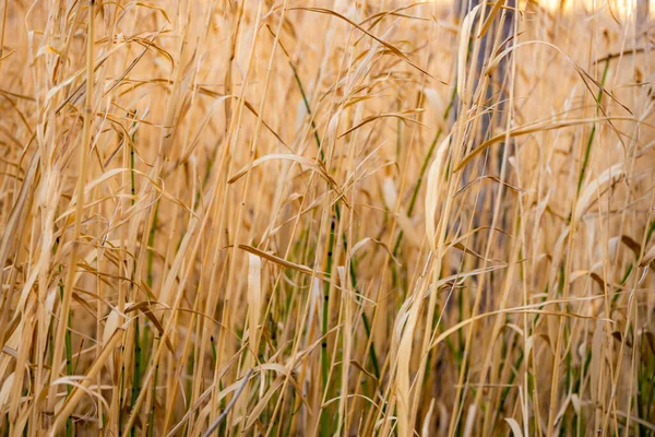 Close Yellow Grasses Growing Thick Grand Canyon National Park — Foto Stock