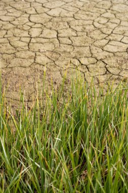 Yellowstone Ulusal Parkı 'ndaki Kuru Göletin Kıyısındaki Çimenlerin Kuru Uçları