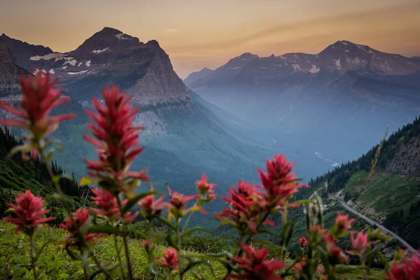 Indo Para Estrada Sol Montanhas Distância Através Flores Pincel Vermelho — Fotografia de Stock