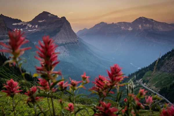 Going Sun Road Mountains Distance Red Paintbrush Blooms — Fotografia de Stock