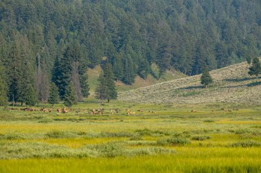 Yellowstone Ulusal Parkı 'ndaki Otlak Vadisi' nde Geyik Sürüsü