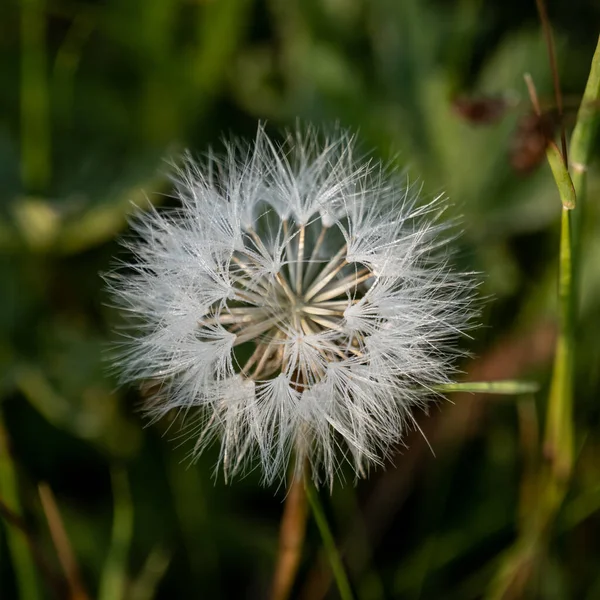 Large Dandelion Close Field Yellowstone National Park — Stock Photo, Image