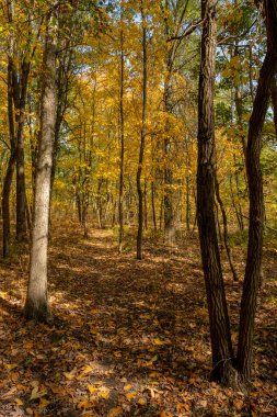Indiana Dunes Ulusal Parkı 'ndaki Dar Yol Sonbahar Ormanı' nda Kesiliyor