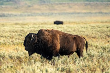 Sarı Ses Alanında Uzakta Başka Bir Bizonla Erkek Bizonun Profili