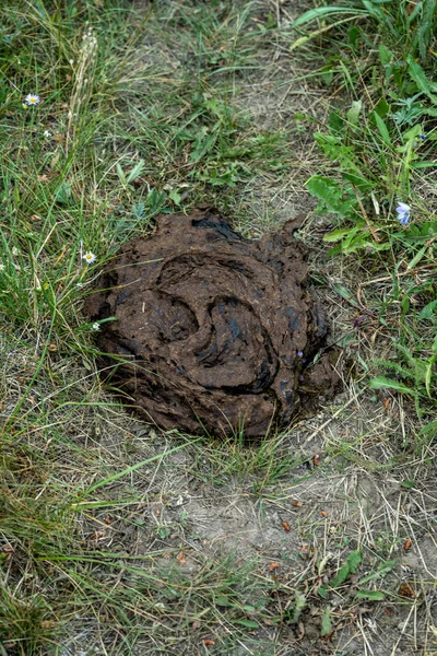 Pile Bison Poop Trail Yellowstone National Park — стокове фото