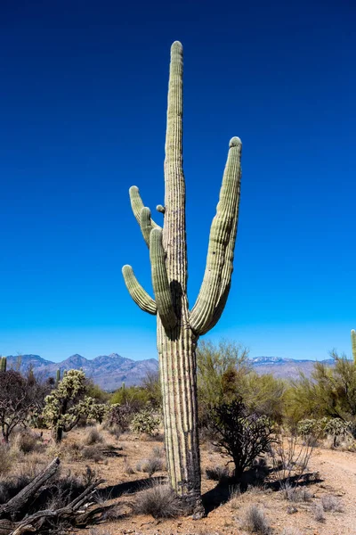Single Saguaro Cactus Stands Tall Desert Saguaro National Park — Stock Photo, Image