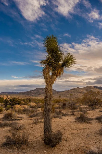 Single Young Joshua Tree Grows Clearing Storm Sky Late Afternoon — Stock Photo, Image