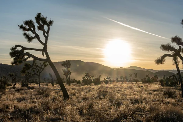 Sun Begins Set Dust Rises Silhouettes Joshua Trees Sunset — Stockfoto
