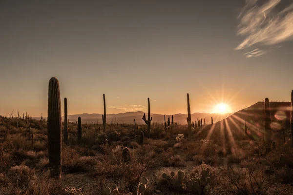 Sunburst Field Saguaro Cactus Sonoran Desert Sunset — Stock Fotó
