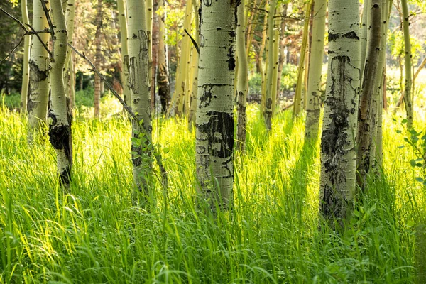 Tall Grasses Grow Aspen Trees Rocky Mountain National Park —  Fotos de Stock