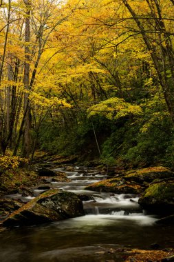 Sarı Yapraklar Düz Çatal Deresi 'nin üzerinde Büyük Dumanlı Dağlar Ulusal Parkı' nda