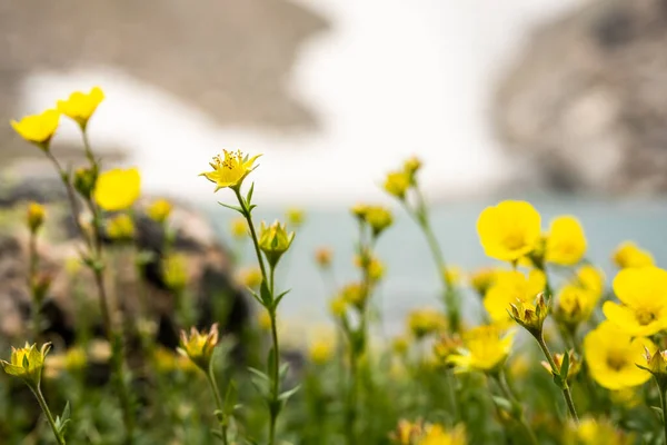 Die Knospen Der Alpinen Avens Beginnen Mitte Juli Rocky Mountain — Stockfoto