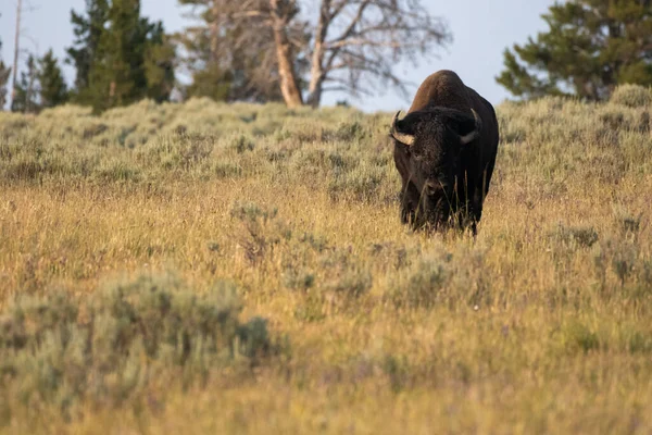 Bison Idzie Dół Wzgórza Trawiastym Polu Parku Narodowym Yellowstone — Zdjęcie stockowe