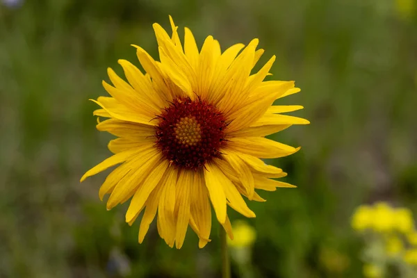 Blossom Alpine Sunflower Green Field Rocky Mountain National Park — Stock Photo, Image