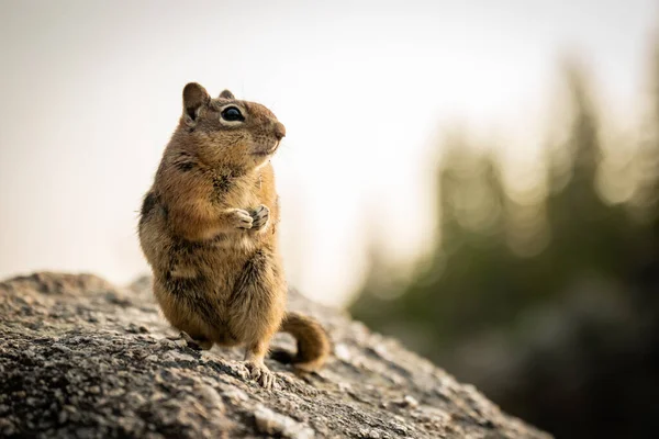 Veverița Brună Închide Stâncă Parcul Național Rocky Mountain — Fotografie, imagine de stoc