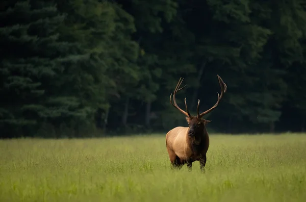 Bull Elk Met Grote Rack Stands Grassig Veld Tegen Een — Stockfoto