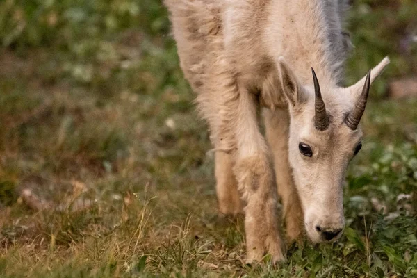 Young Mountain Goat Grazes Grassy Meadow Mountains Glacier National Park — Stockfoto