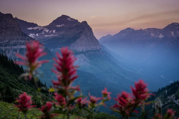 Clements Mountain Red Pantbrush Blooms Úsvitu Národním Parku Glacier — Stock fotografie
