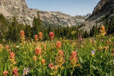 Grand Teton Ulusal Parkı 'nda Solgun Boya Fırçası Büyüyor