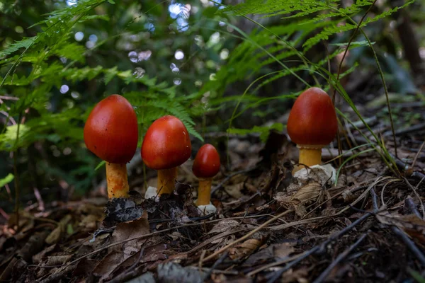 Four Bright Red Mushrooms Burst Out Leaf Covered Ground Great — стоковое фото