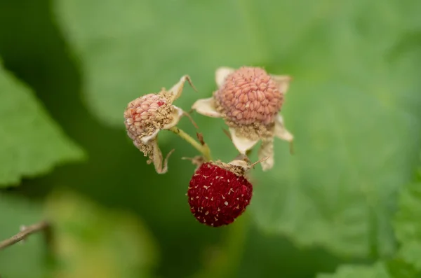 Group Three Bumbleberries Growing Bush Glacier National Park — Zdjęcie stockowe