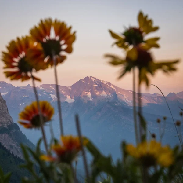 Looking Flowers Montana Mountains Glacier National Park — Stock fotografie