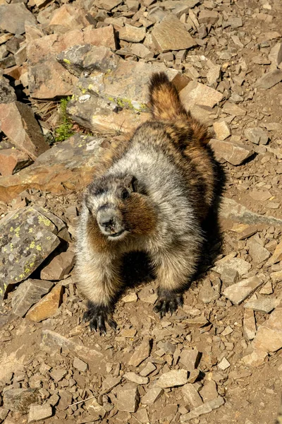 Marmot Czołga Się Polu Sitodruku Parku Narodowym Lodowiec — Zdjęcie stockowe