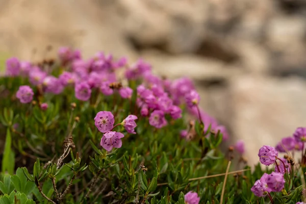 Montanha Heather Floresce Nas Altas Montanhas Parque Nacional Montanha Rochosa — Fotografia de Stock