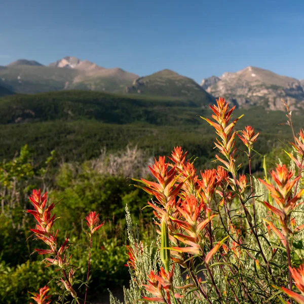 Paintbursh Bloom Con Pico Longs Distancia Parque Nacional Las Montañas —  Fotos de Stock