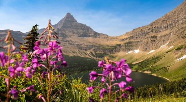 Glacier Ulusal Parkı 'nda Çiçek açan Ateş Çimeni yoluyla Yaşlı Adam Gölü