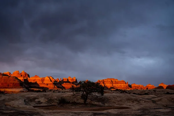Single Tree Stands Shadow Neighboring Cliffs Burst Color Dawn Canyonlands — Stock Photo, Image